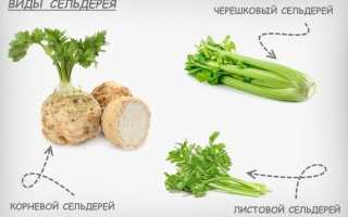 Сельдерей: польза и вред, способы выбора и хранения