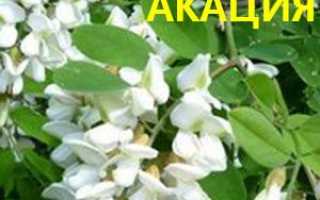Рецепты лечения акацией белой