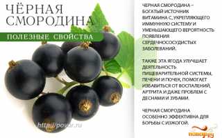 Смородина: ее полезные свойства и лечебные свойства.