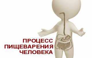 Процесс пищеварения в организме человека