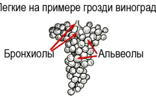 Как работают легкие – механизм газообмена