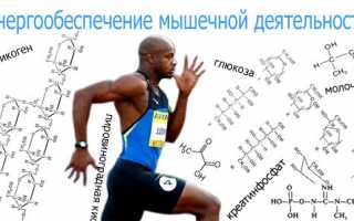 Энергообеспечение мышечной деятельности