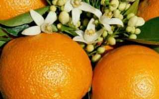 Применение апельсинов и самые вкусные блюда с их участием