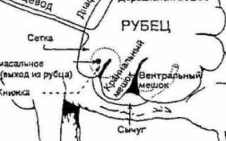 Как вызвать жвачку у коровы после отравления