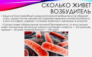 Сколько времени сохраняется туберкулезная палочка в помещении
