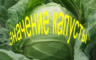 Значение капусты, польза квашеной капусты, рецепты ее приготовления