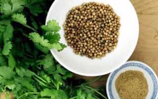 Кинза: вкусная и полезная пряность