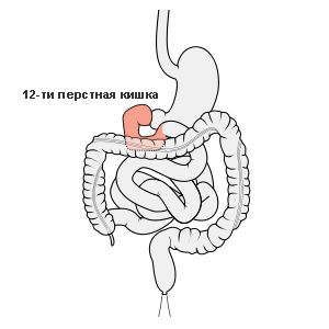 12-перстная кишка