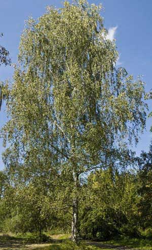 Береза