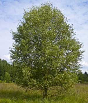 Береза