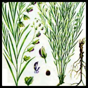 Истод состав