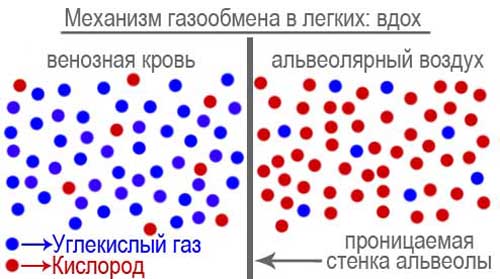 Диффузия через альвеольную стенку