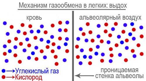 Выравнивание парциального давления