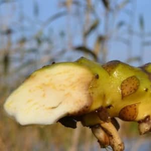 Кубышка желтая коневище