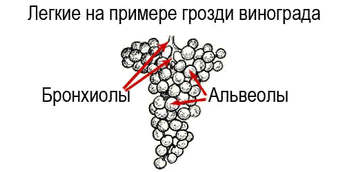 Бронхиолы и альвеолы