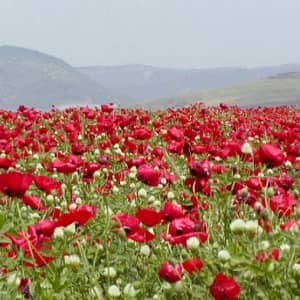 Мак снотворный противопоказания