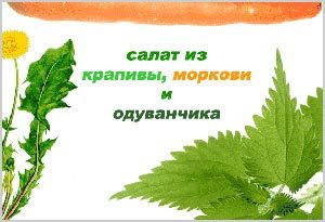 Салаты из крапивы