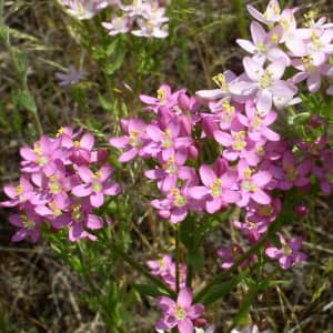 Истод народное лечение