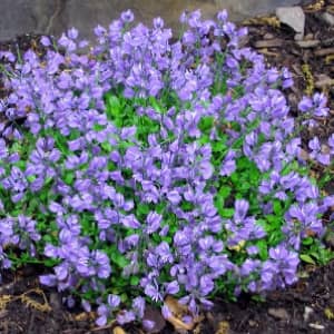 Истод описание свойства