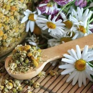Ромашка аптечная лечение