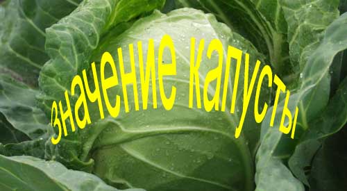 Велок