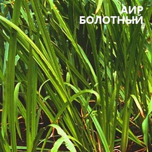 Болотный аир