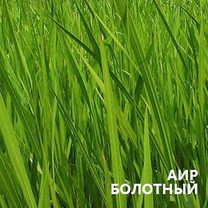 фото аира