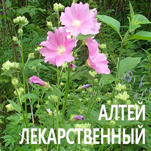 Алтей лекарственный фото