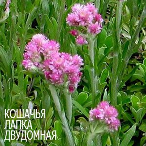 Кошачья лапка