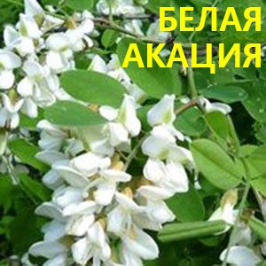 Белая акация