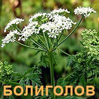 Лекарственное растение болиголов