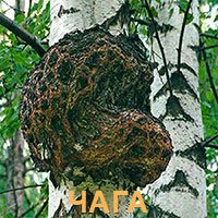 Чага