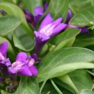 Цветки истода