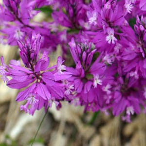 Истод - лекарственное растение