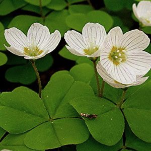 Кислица цветки кислицы