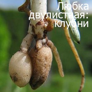 клубни ночной фиалки