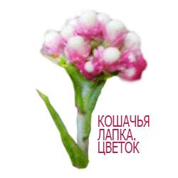 Антеннария