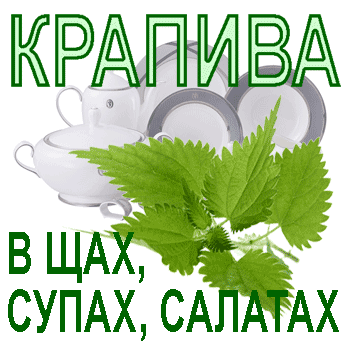 Крапива на нашем столе