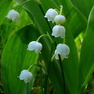 Целебное растение - майский ландыш
