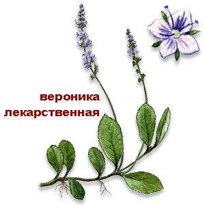 Вероника, рисунок