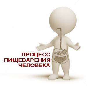 О пищеварении