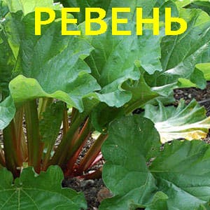 Куст ревеня