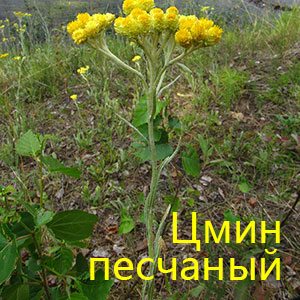 Цмин песчаный