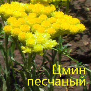 Цмин или бессмертник