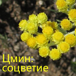 Соцветие цмина