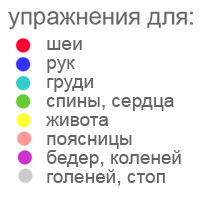 цветовое обозначение мышц