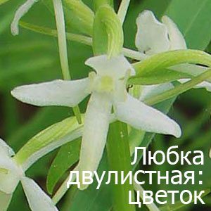 цветок любки двулистной