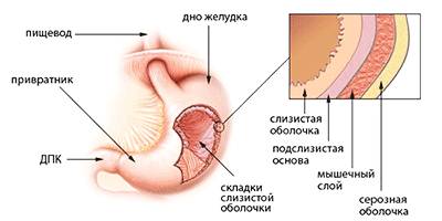 Желудок