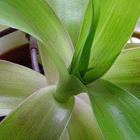 Южное растение - ус золотой