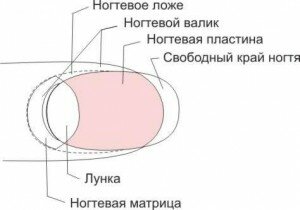 Как стричь ногти, чтобы они не врастали